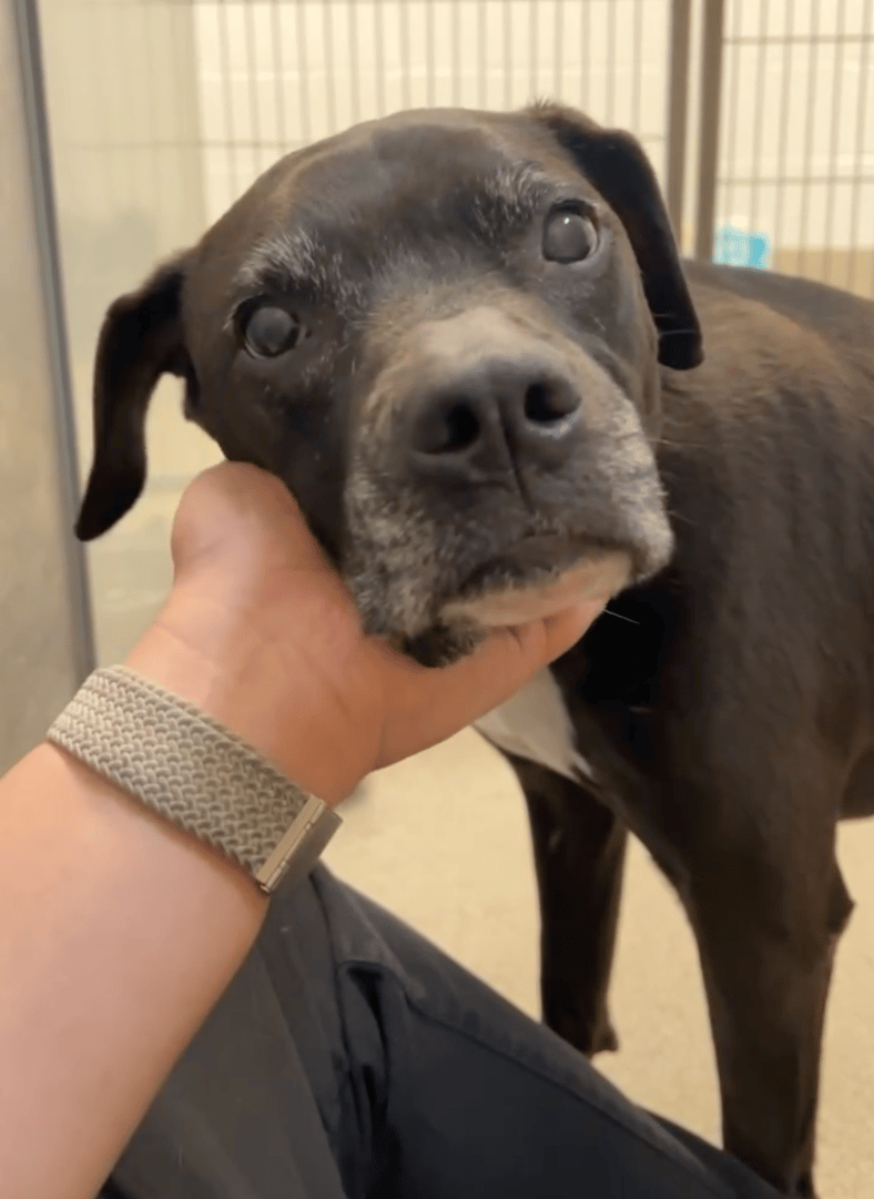 Gisele the senior pit bull